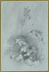 Ivy-Leaved Toadflax (
